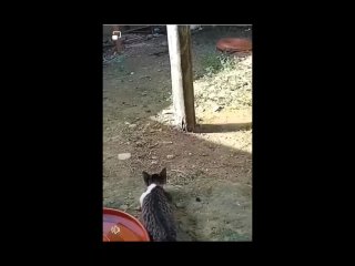i called the cat to help to catch the mouse