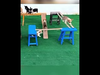 video from telegram