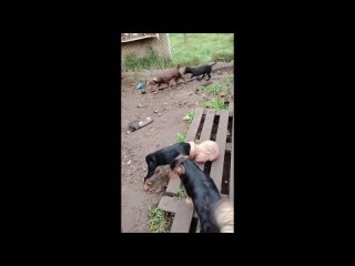 video by is overheard a great ustyug