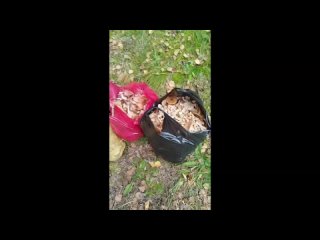 video by eavesdropped belzernsk