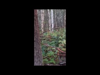 video by eavesdropped belzernsk