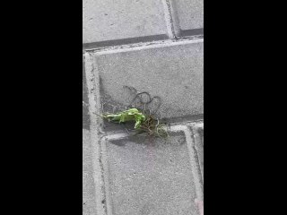 hairys are a type of invertebrate animals, the larvae of which lead a parasitoid lifestyle.